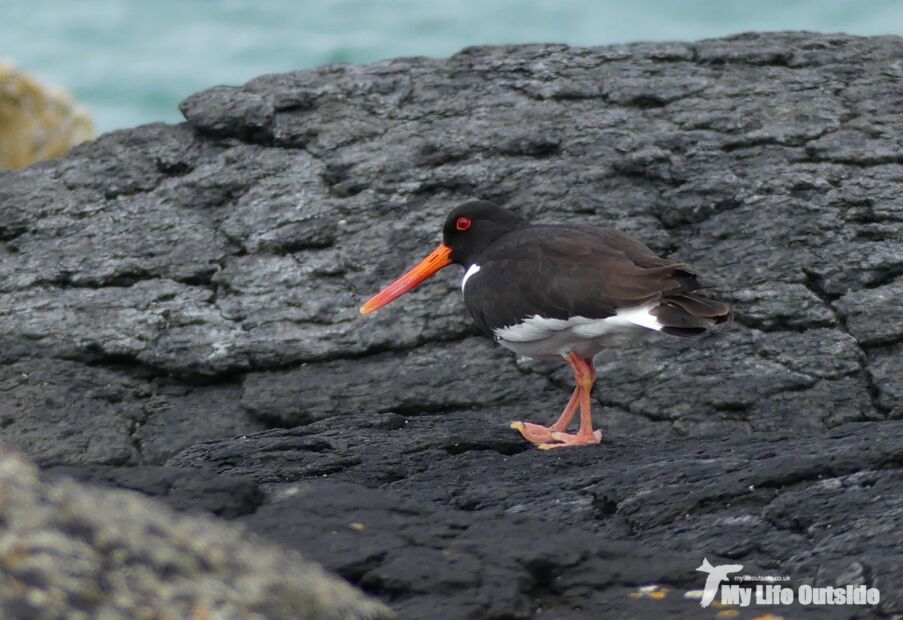 Oystercatcher, Isle of Mull