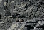 Black Guillemot, Isle of Mull