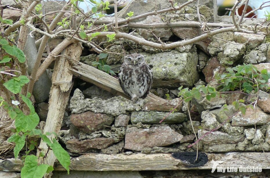 Little Owl