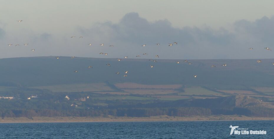 Oystercatchers, Pembrey