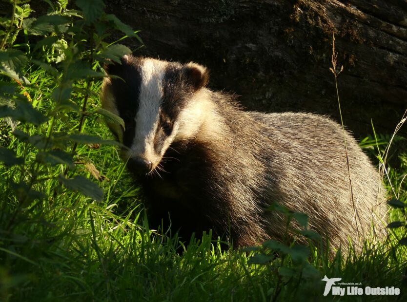 Dinefwr Badger Watch