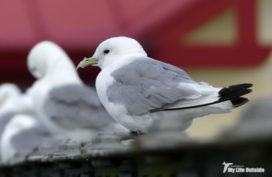 Kittiwakes, Mumbles Pier