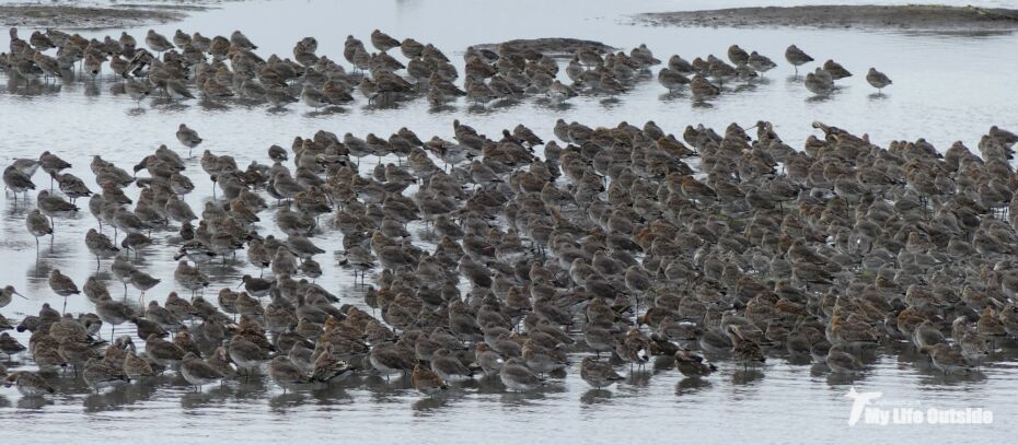 Waders, WWT Llanelli