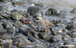 Ringed Plover