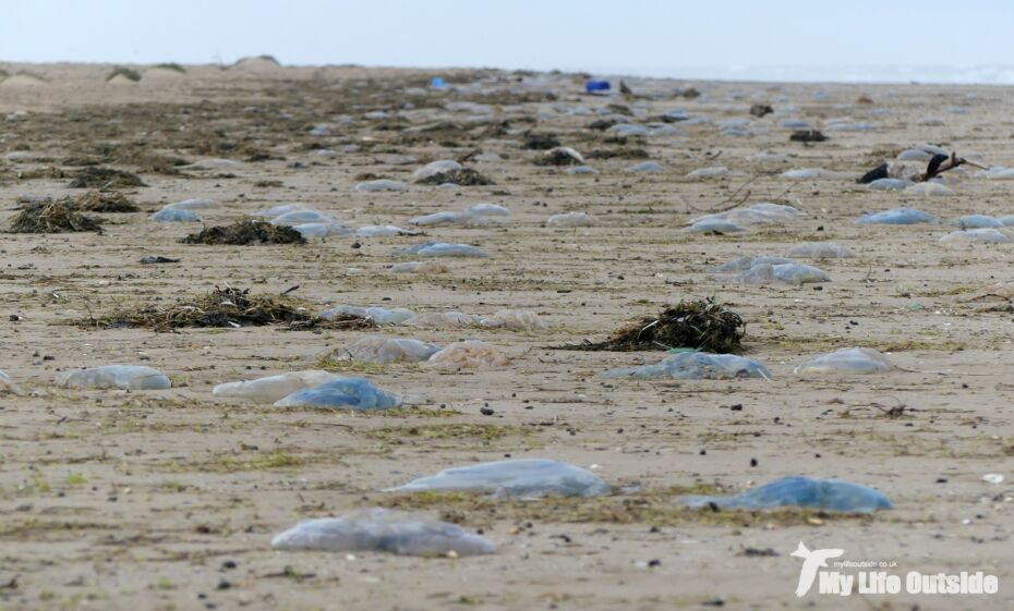 Barrel Jellyfish, Gower