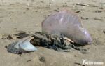 Portuguese man-of-war, Cefn Sidan