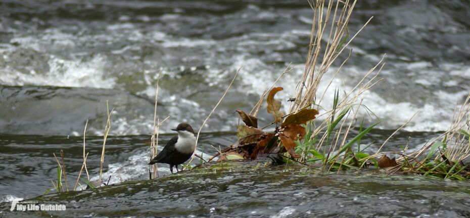 Dipper, Cenarth Falls