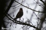 Hawfinch