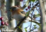 Garden Brambling