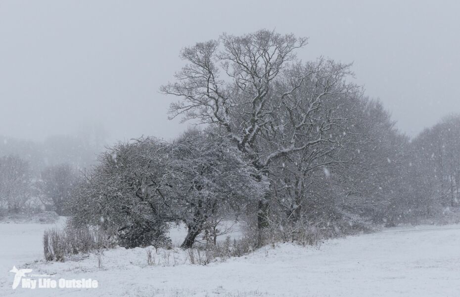 December Snow in Leeds