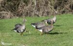 White-fronted Geese, Slimbridge WWT