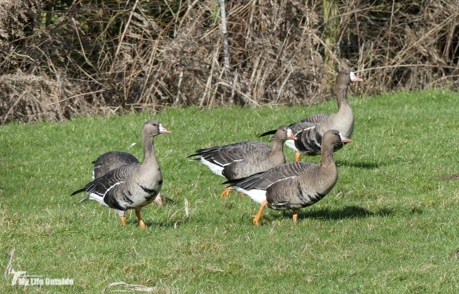 White-fronted Geese, Slimbridge WWT