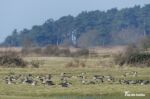 Wigeon, Holkham