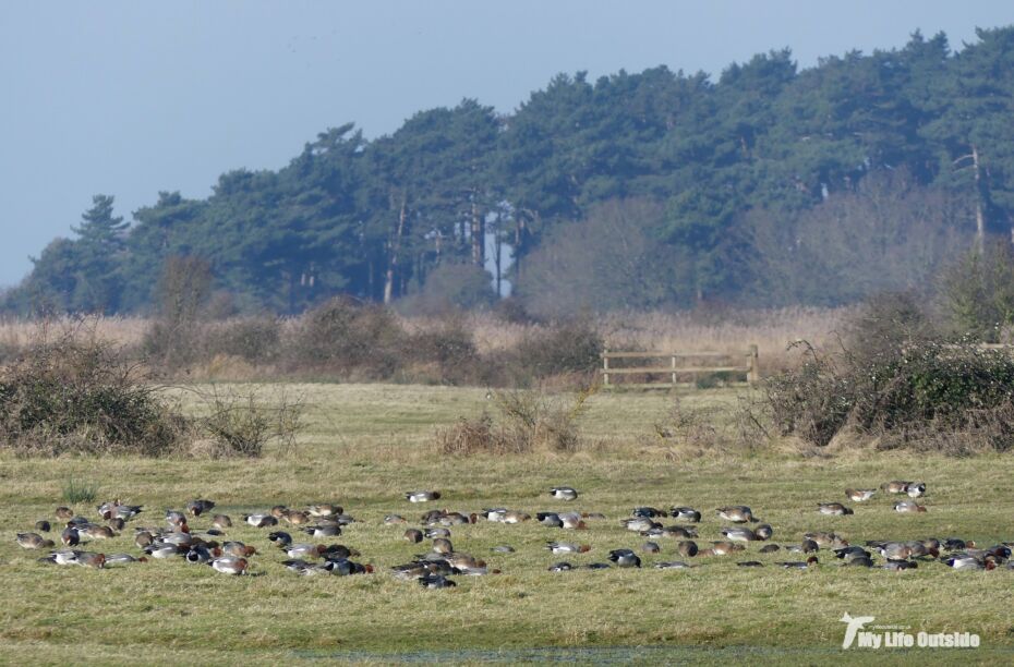 Wigeon, Holkham