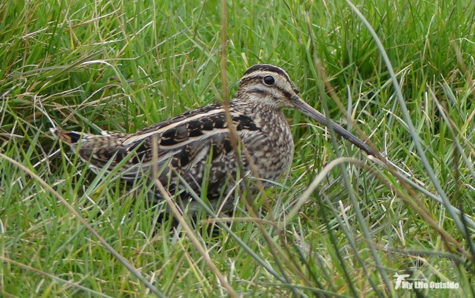 Common Snipe, Llanelli WWT