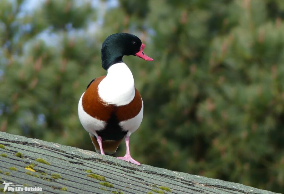 Shelduck, Llanelli WWT