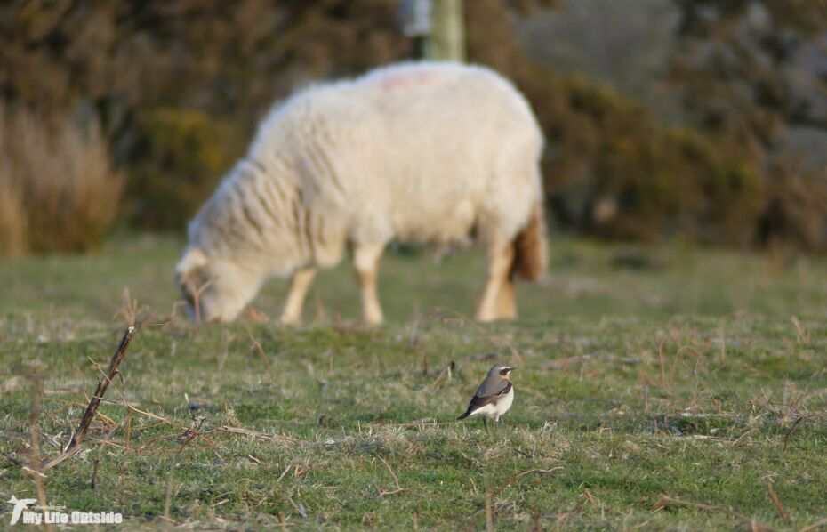 First Wheatear of 2018