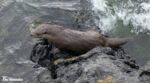 Otter, Isle of Mull