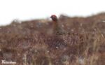 Red Grouse, Isle of Mull