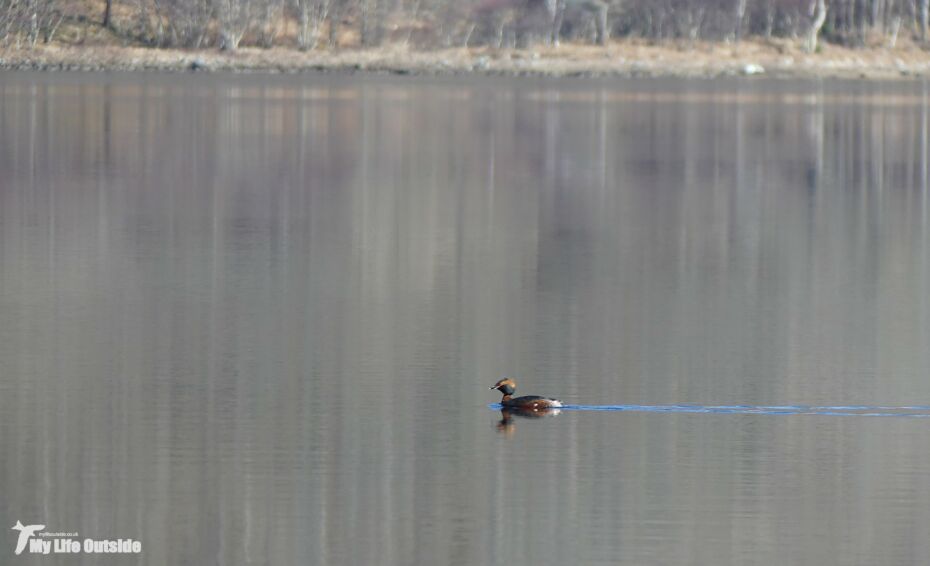 Slavonian Grebe, Isle of Mull