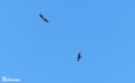 Golden Eagle, Sea Eagle and Buzzard, Isle of Mull