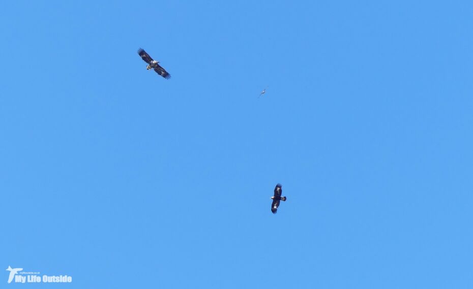 Golden Eagle, Sea Eagle and Buzzard, Isle of Mull