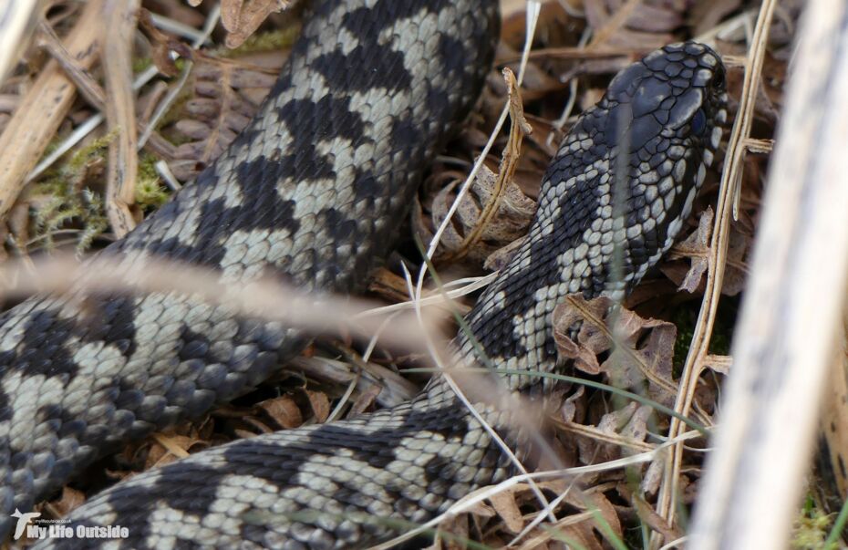 Adder, Isle of Mull