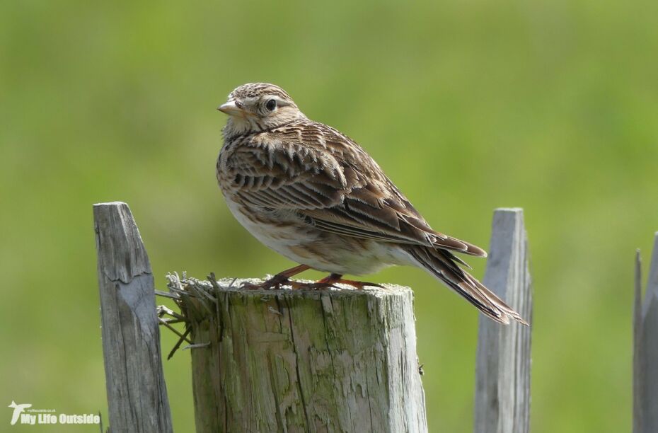 Skylark