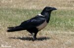 Pied Crow, Pembrokeshire