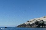 Grassholm Gannets