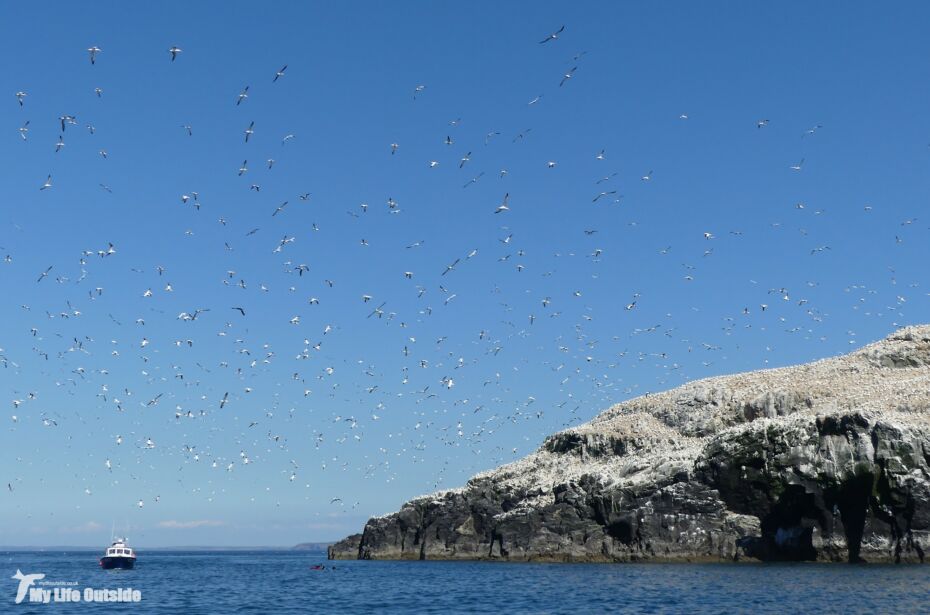 Grassholm Gannets