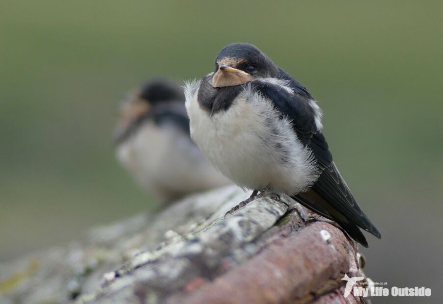 Swallow, Ulva