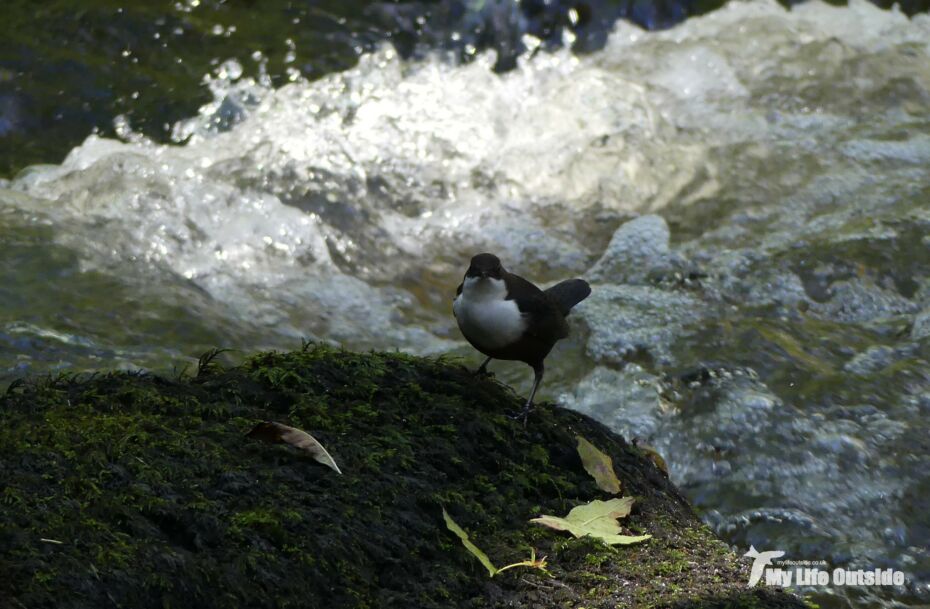 Dipper