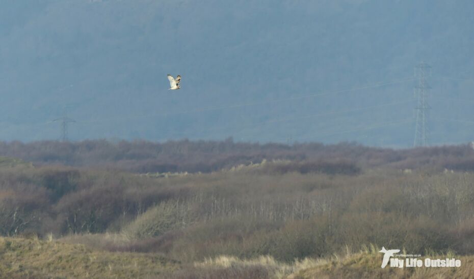 Short Eared Owl. Kenfig