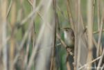 Reed Warbler, Ham Wall