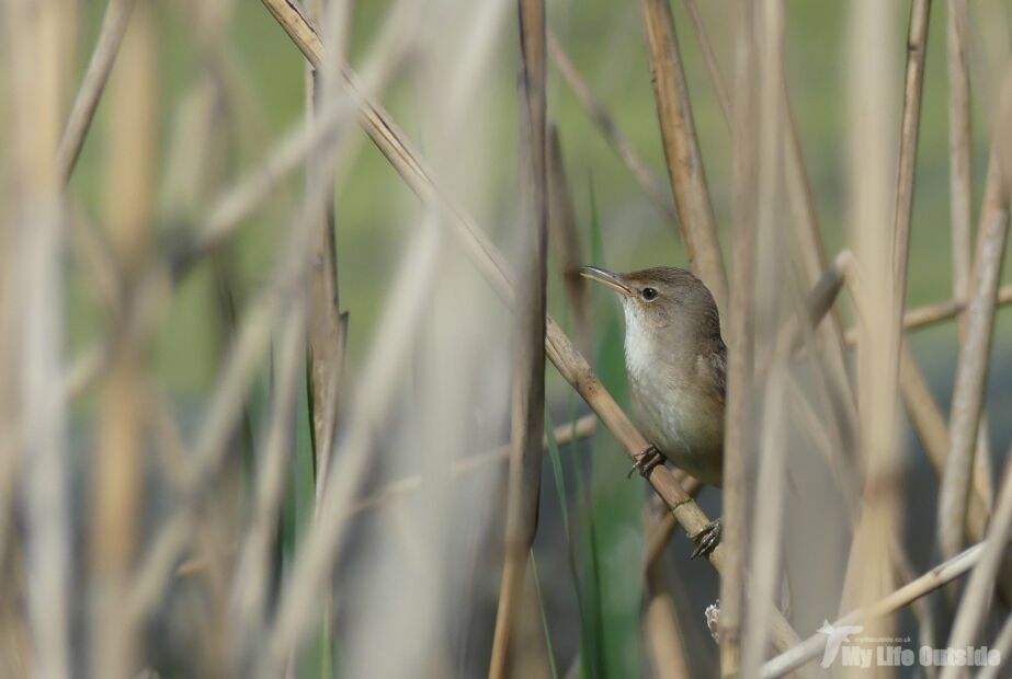 Reed Warbler, Ham Wall