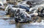 Farne island Seals