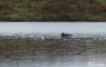 Long-tailed Duck