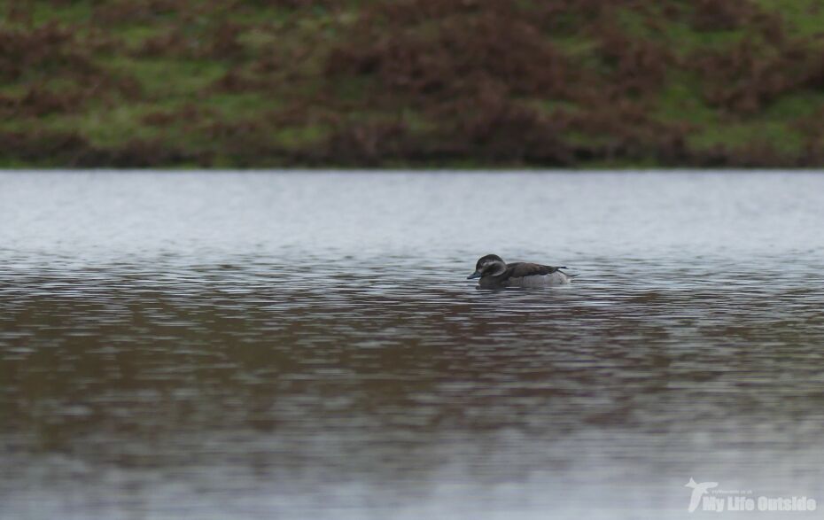 Long-tailed Duck