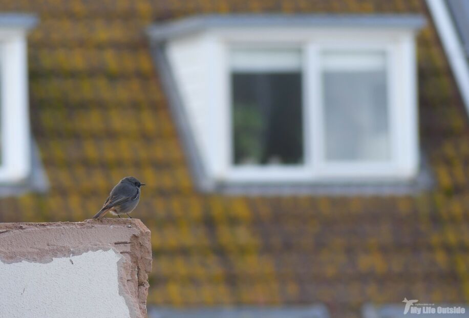 Black Redstart, Seaton