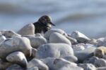 Turnstone