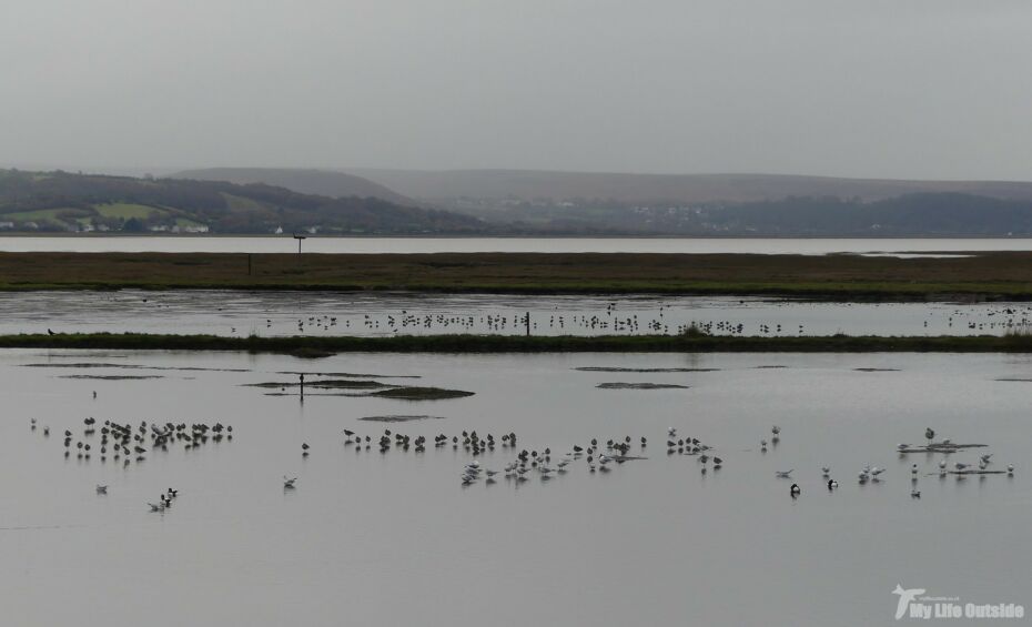 WWT Llanelli