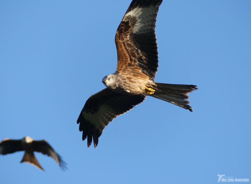 Red Kite