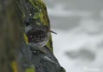 Purple Sandpiper