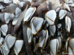 Goose Barnacles