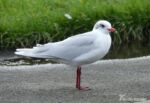 Mediterranean Gull