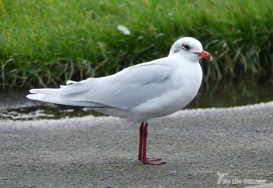 Mediterranean Gull