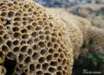 Honeycomb Worms, Bracelet Bay