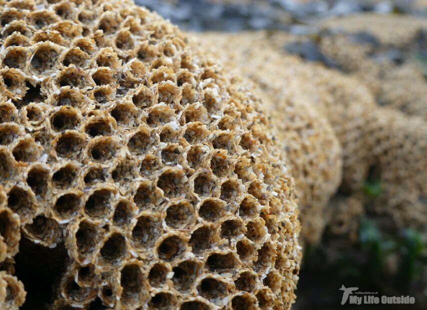 Honeycomb Worms, Bracelet Bay