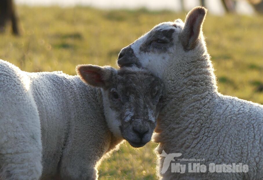 spring lambs